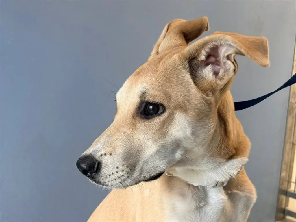 PALOMA