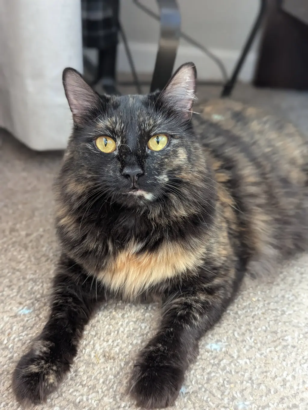 Winkie (Bonded with Monty)
