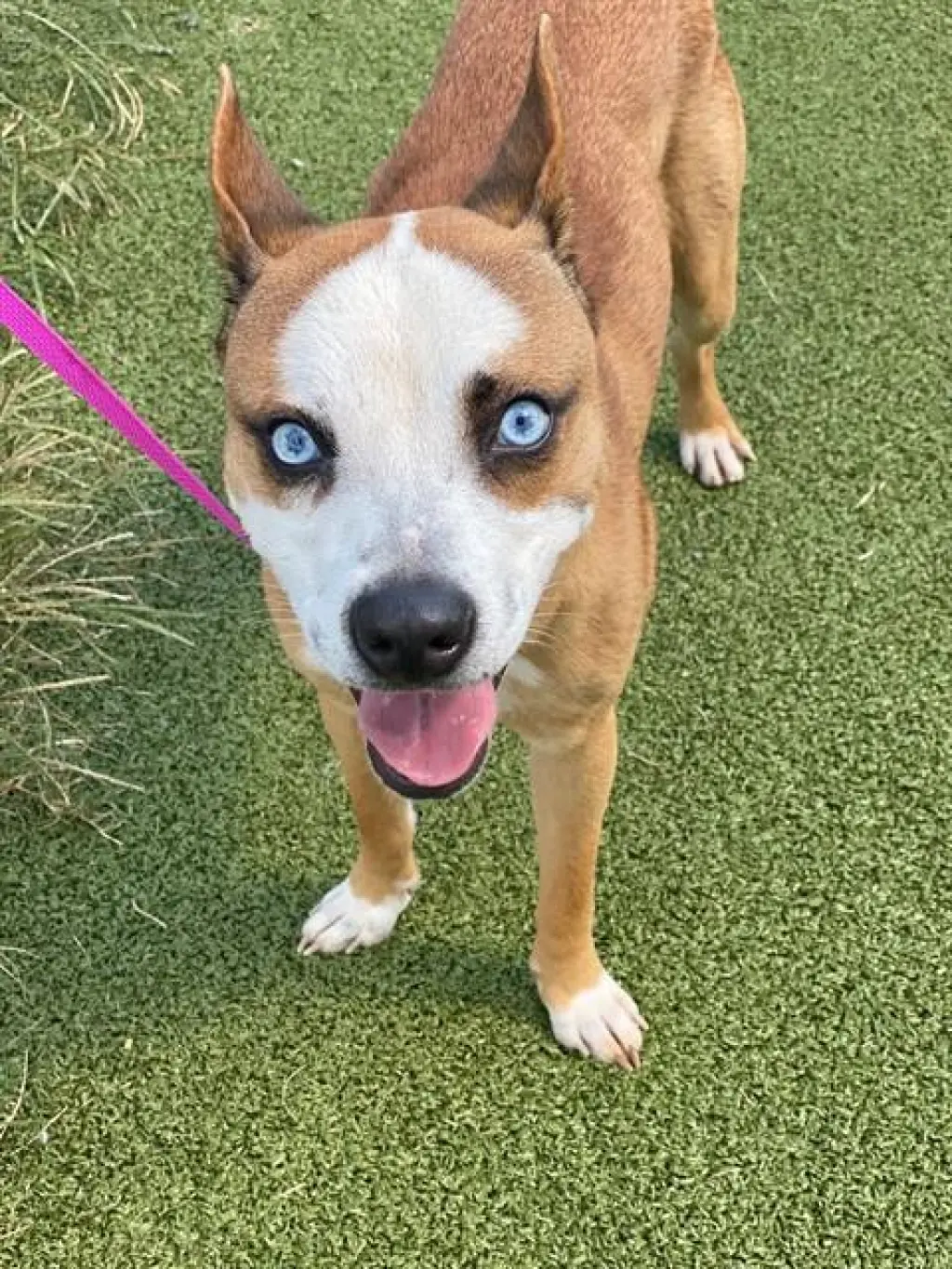 PUPPERONI