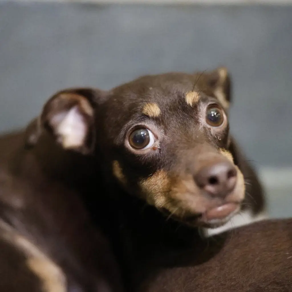 CHIQUITA