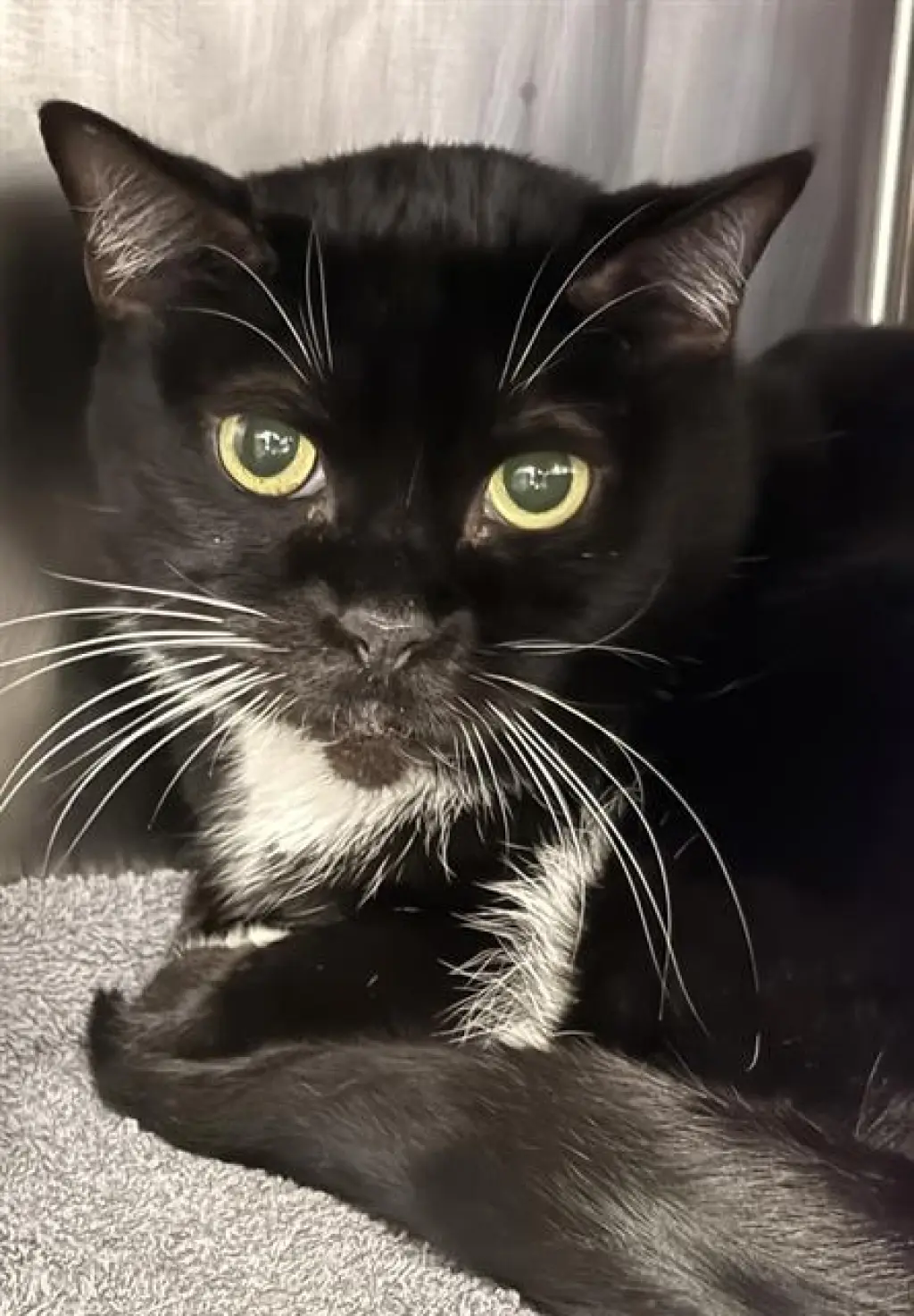 BOOTSIE