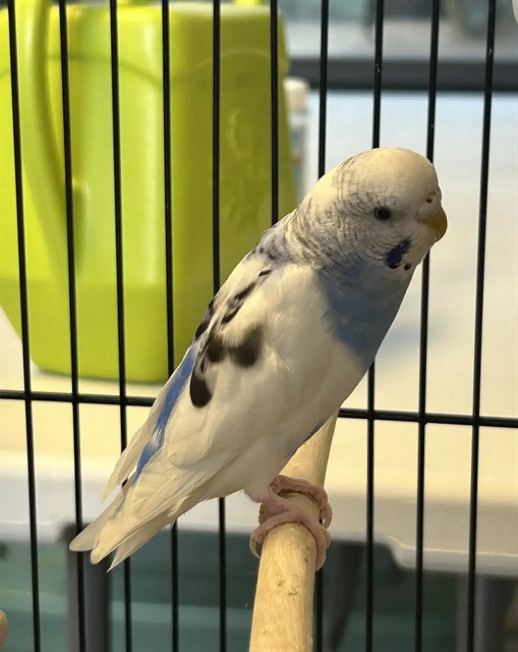 BLUEBERRY