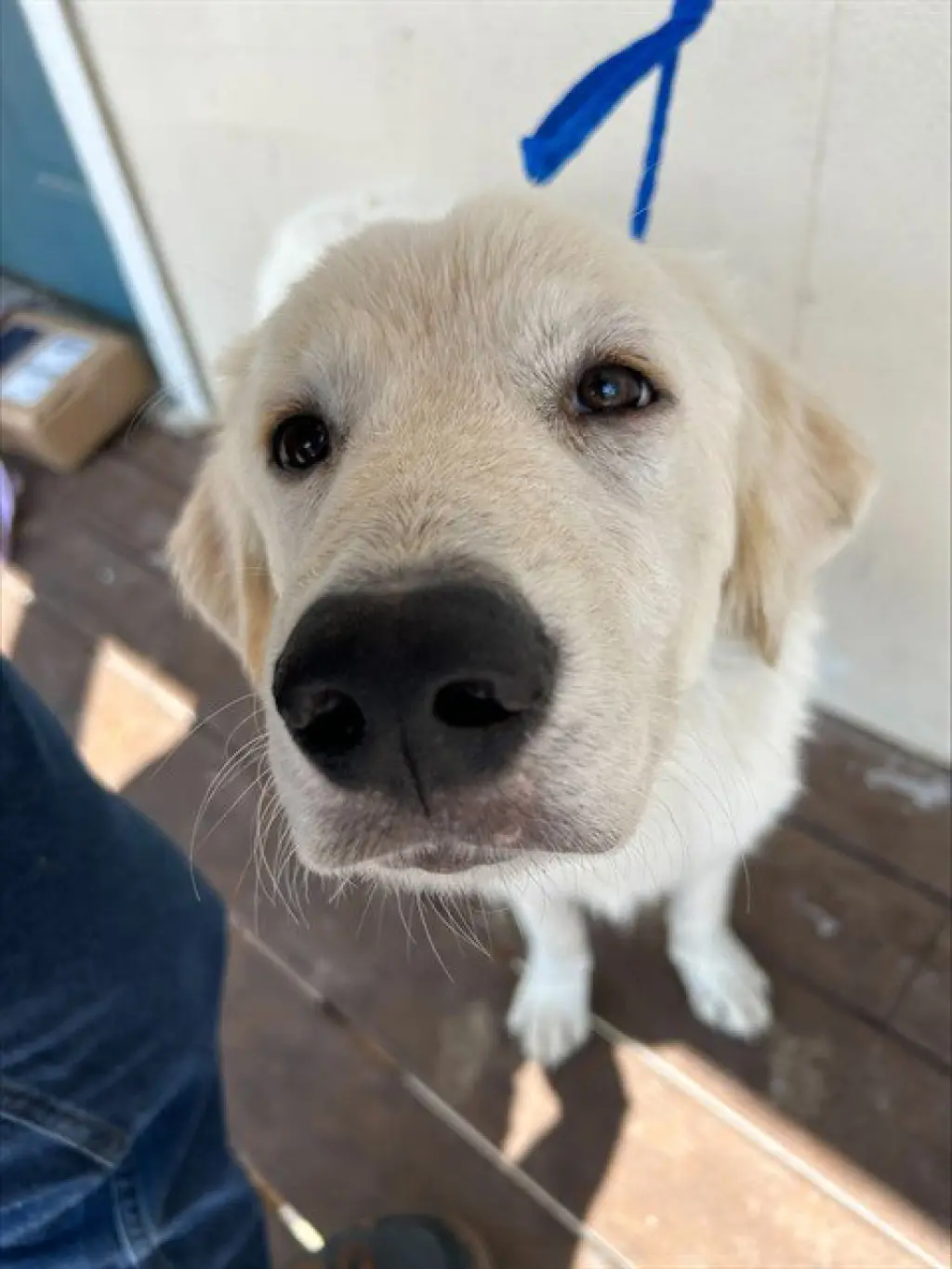 SAMSON