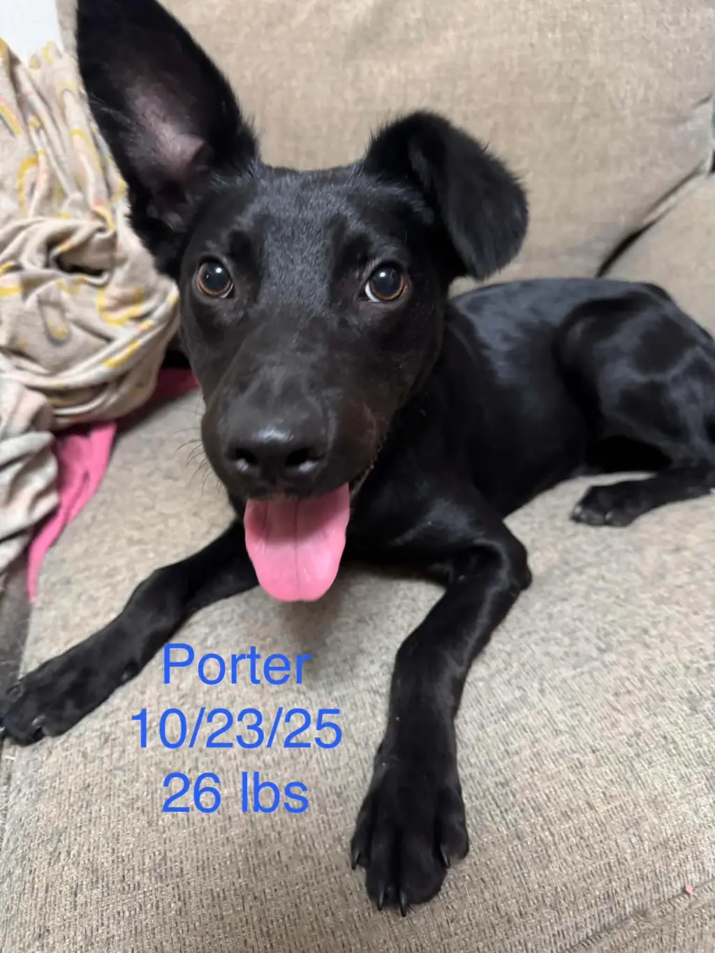 Porter
