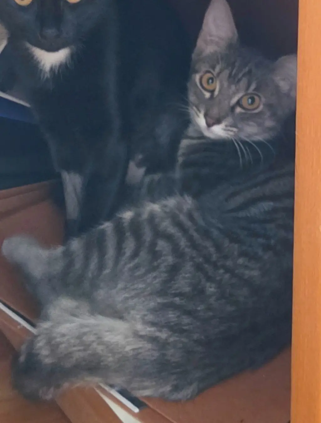 Sally (Gloria kitten)