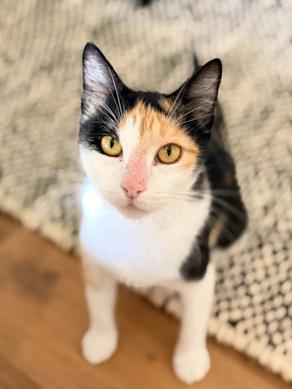 Callie (CL)