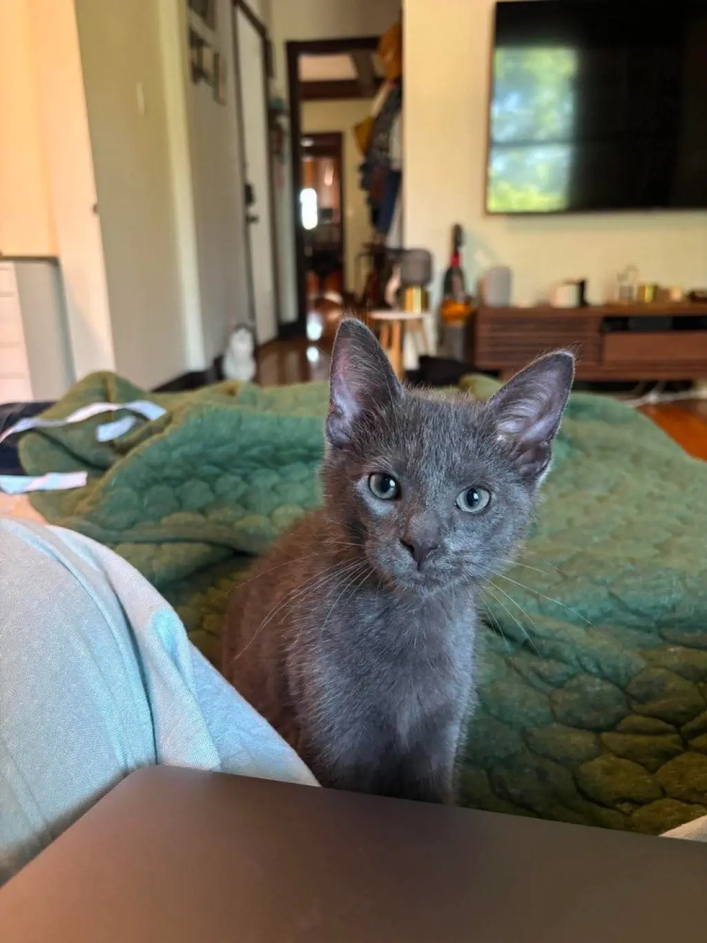 Finn