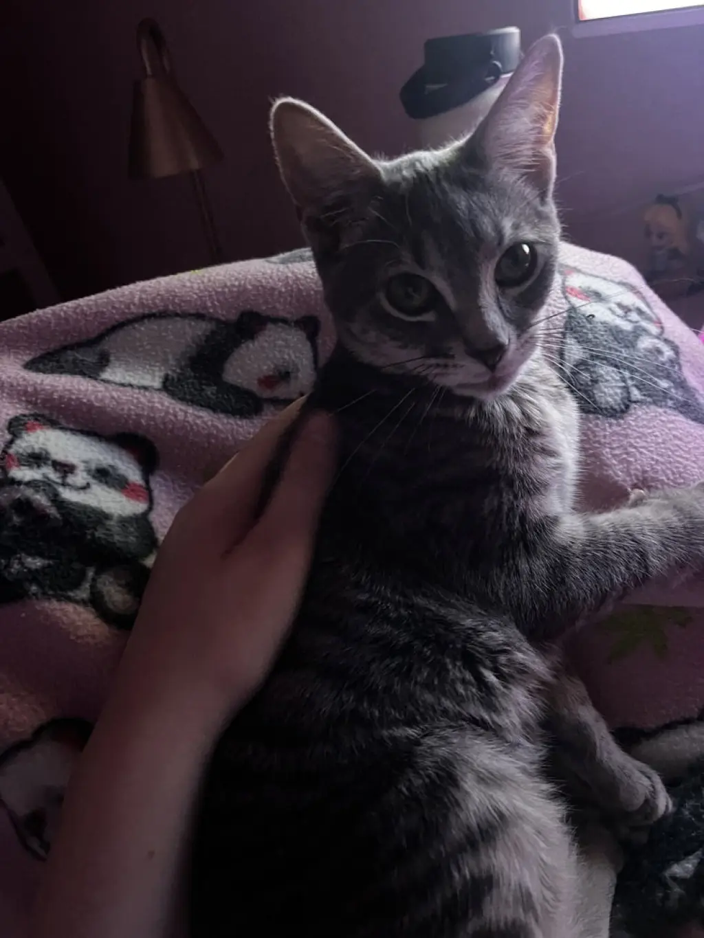 Cosmo