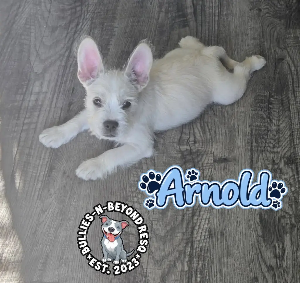 Arnold