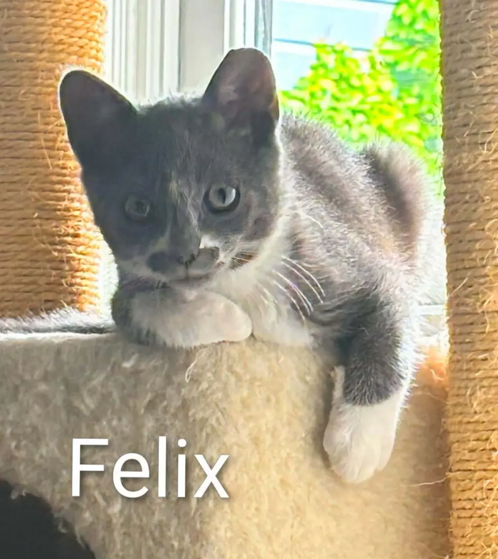 Felix