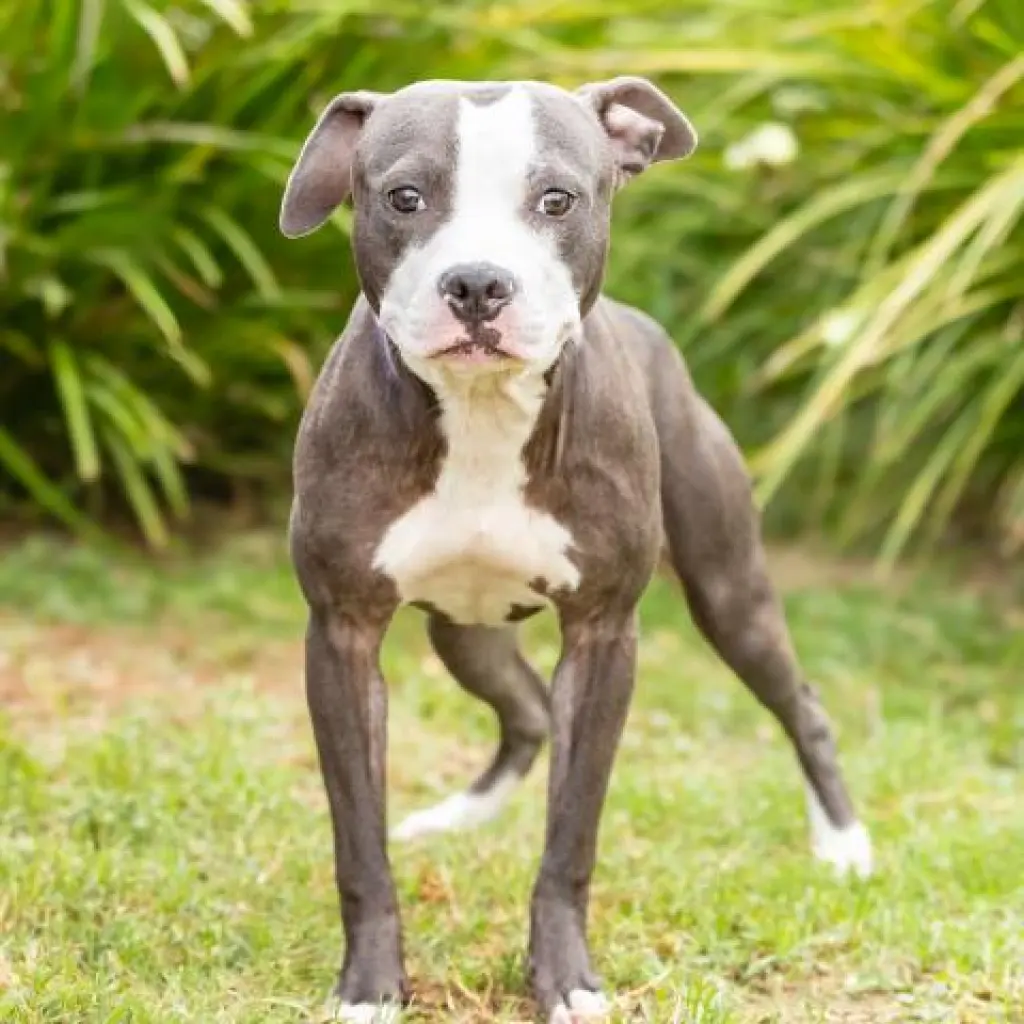 SMILEY