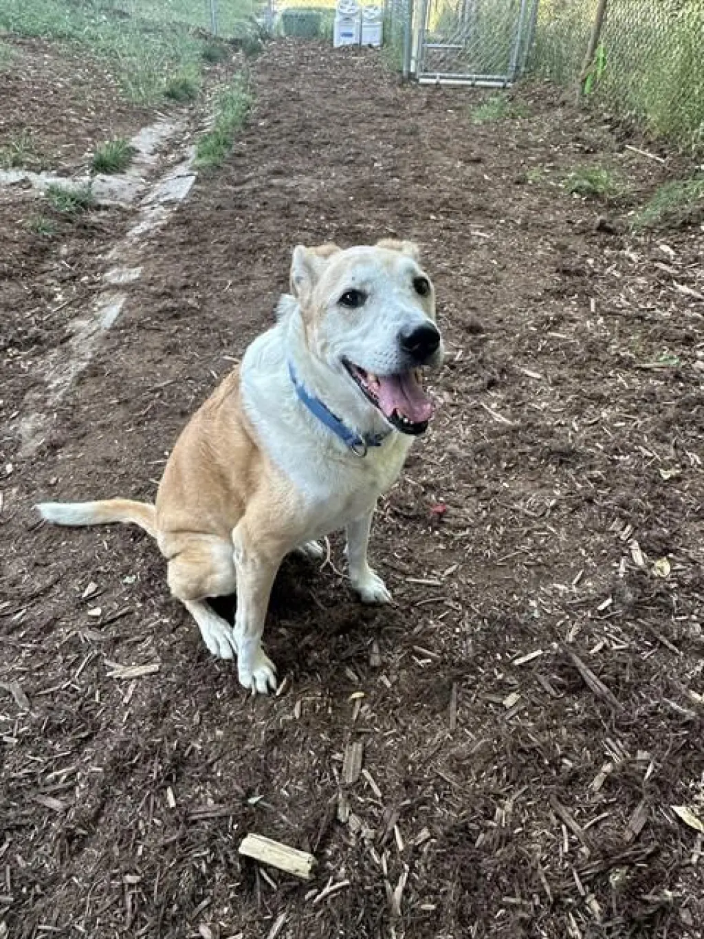 SADIE