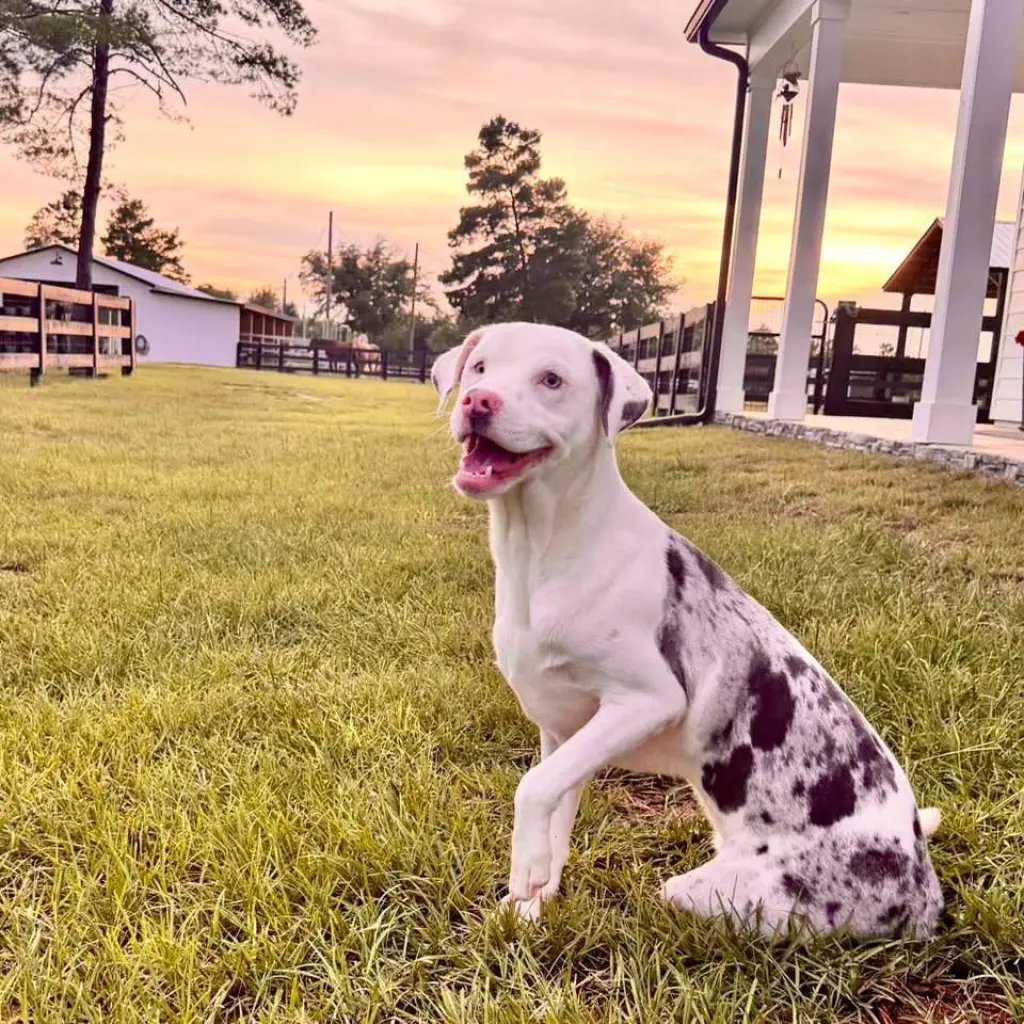 Zulu