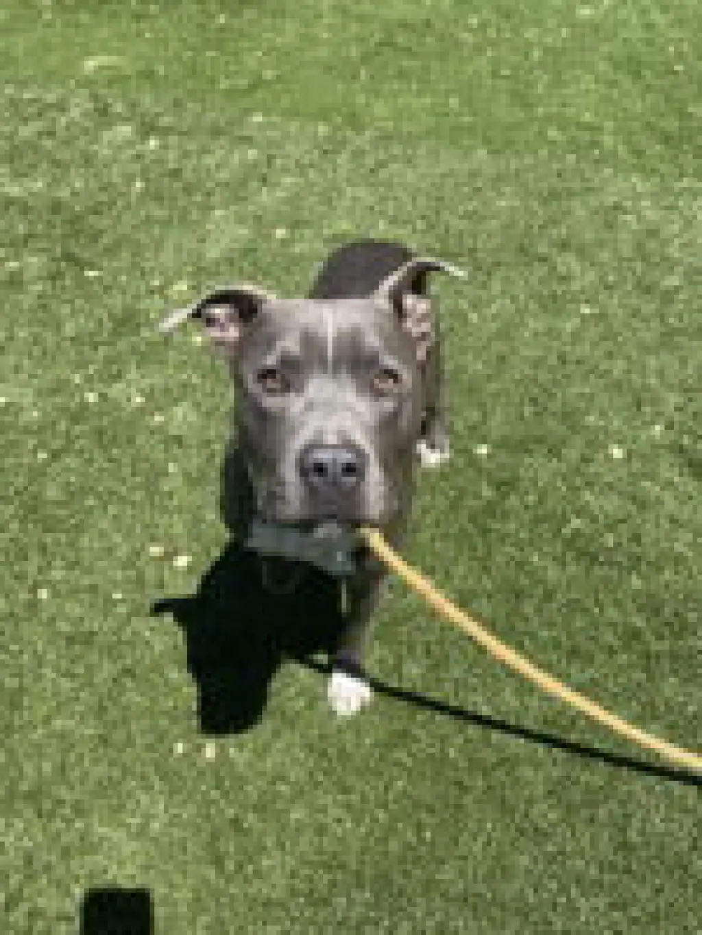 Milo
