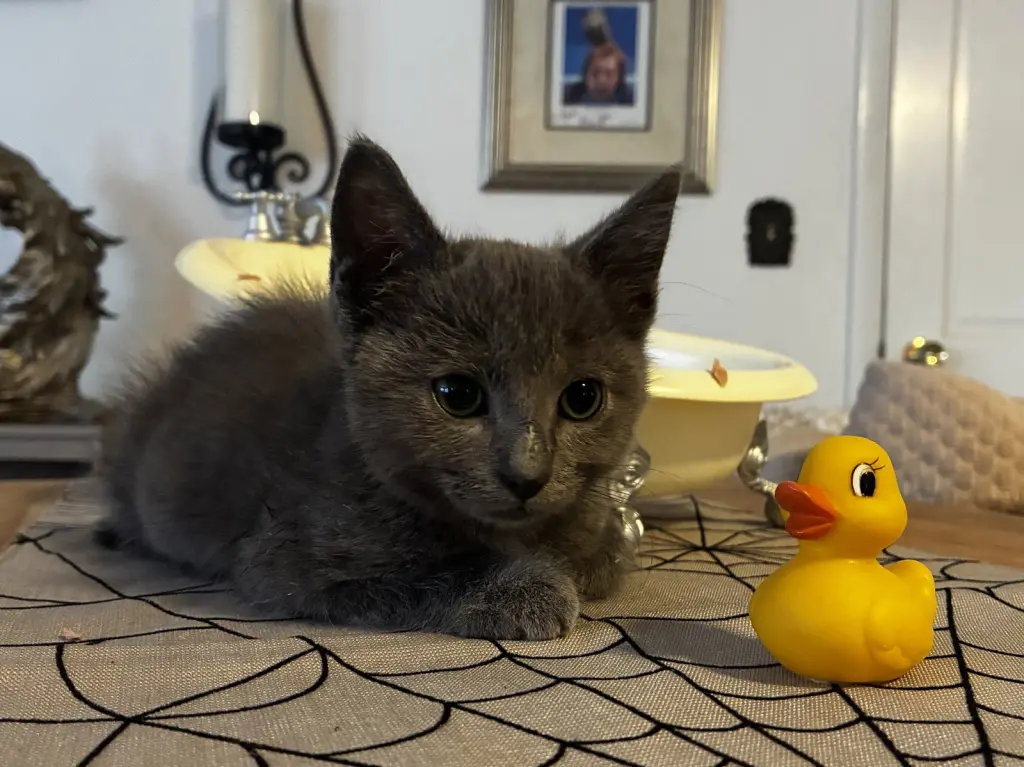 Crackle