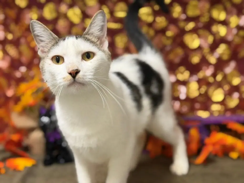 KIKI