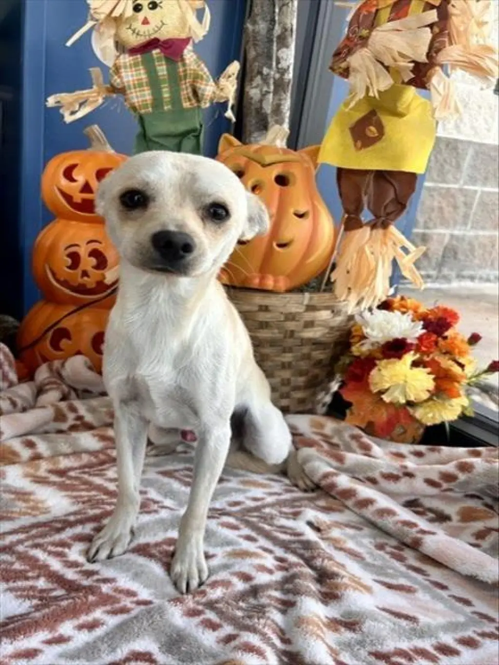DIEGO