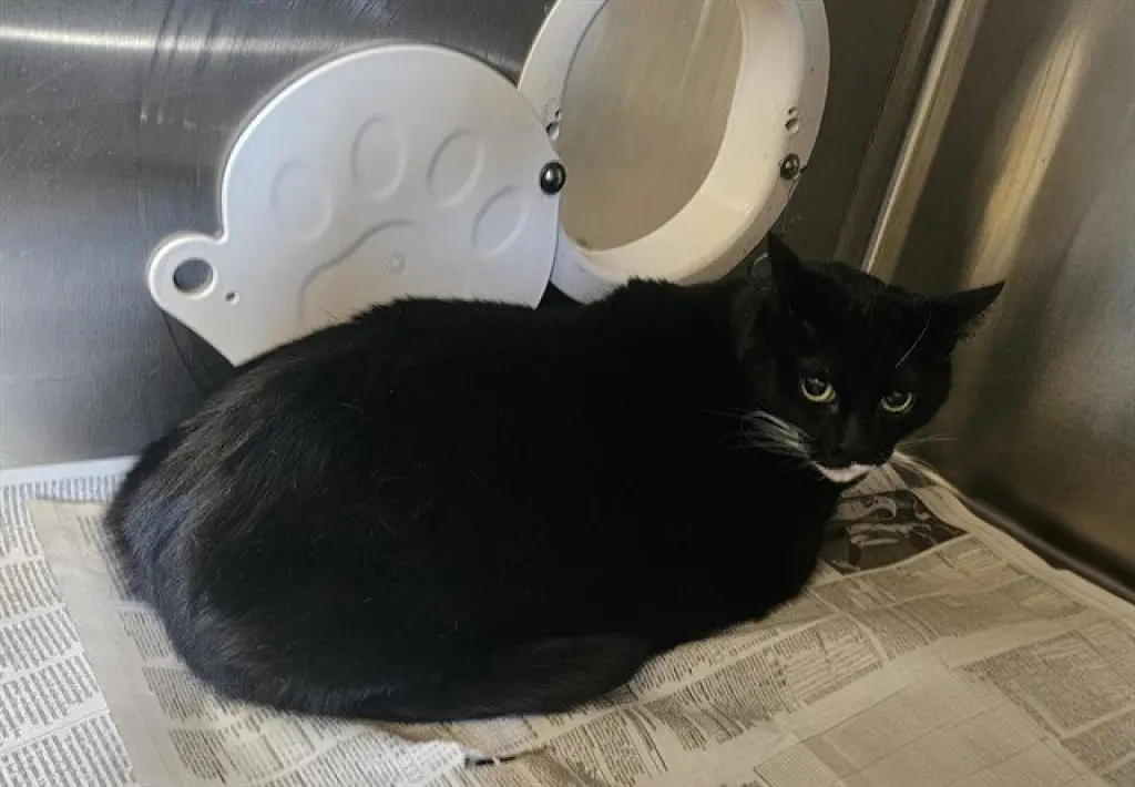 LUCY