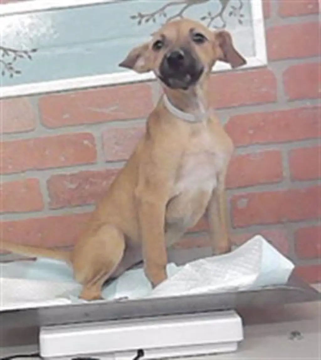 MELY
