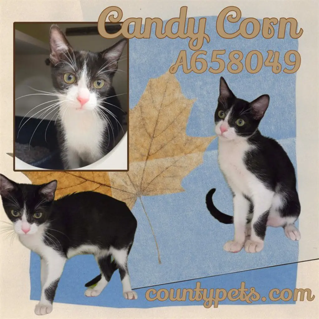 CANDY CORN