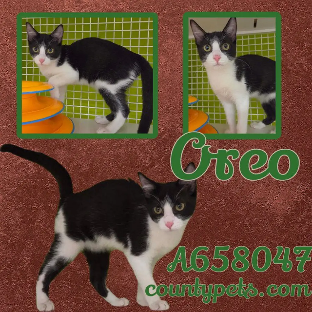 OREO