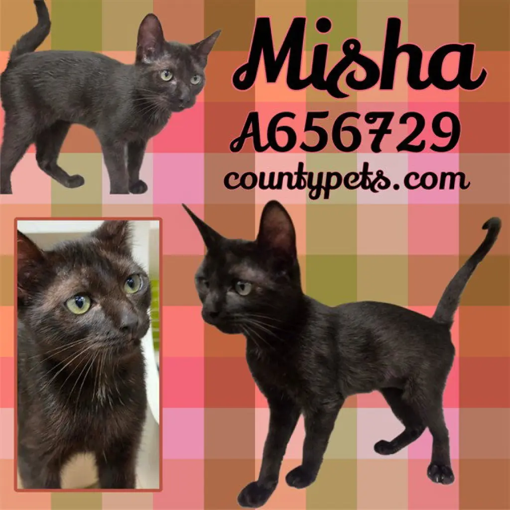 MISHA