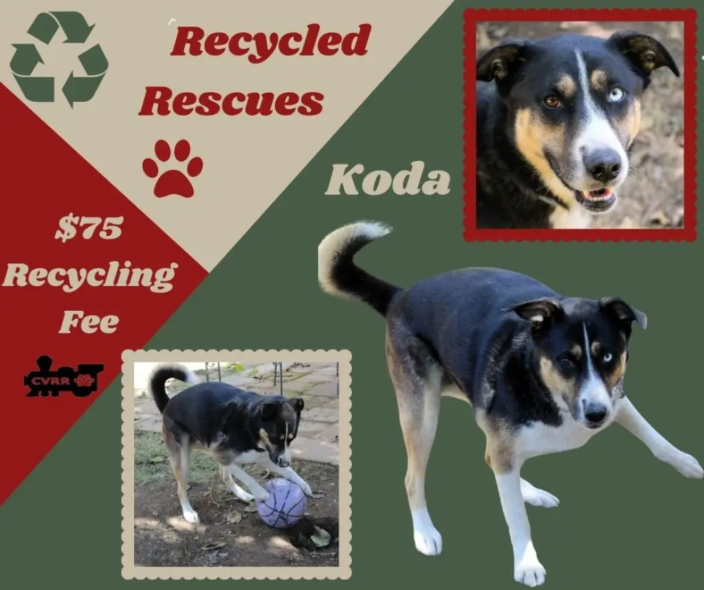 Koda (Recycle)