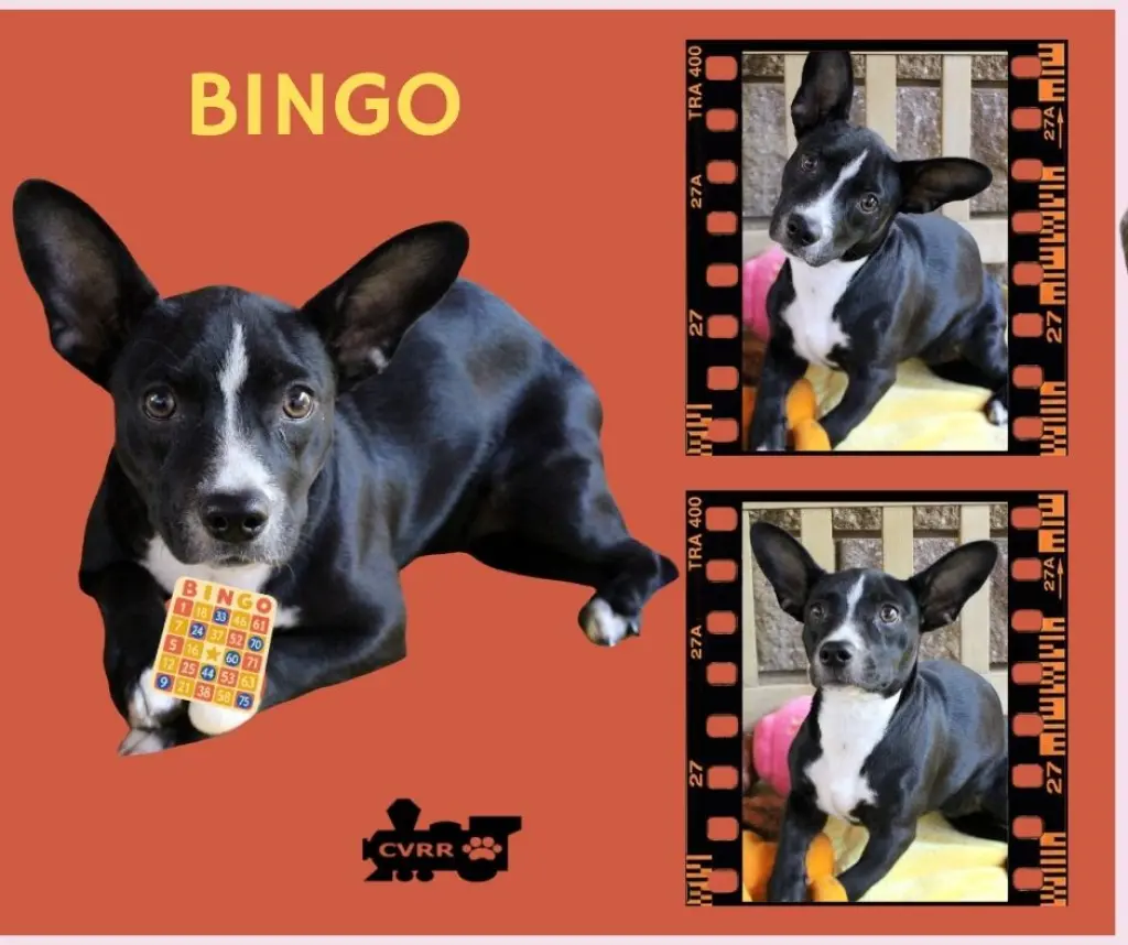 Bingo (Puppy)