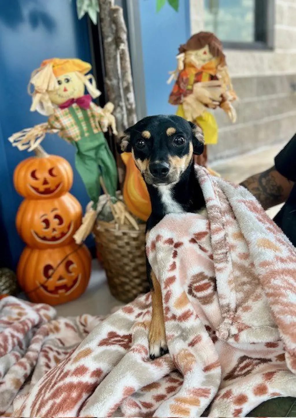 PACO
