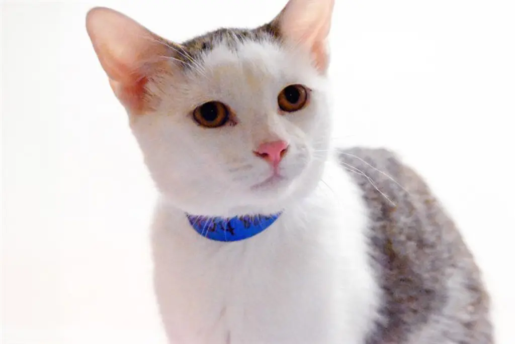 LOKI