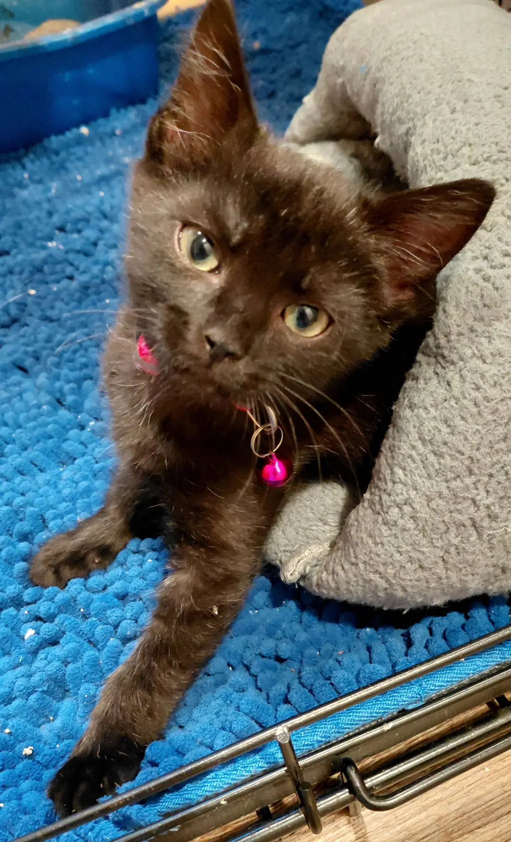 Grace (bonded with Faith) (foster cat)