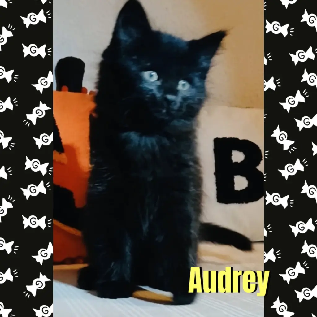 Audrey