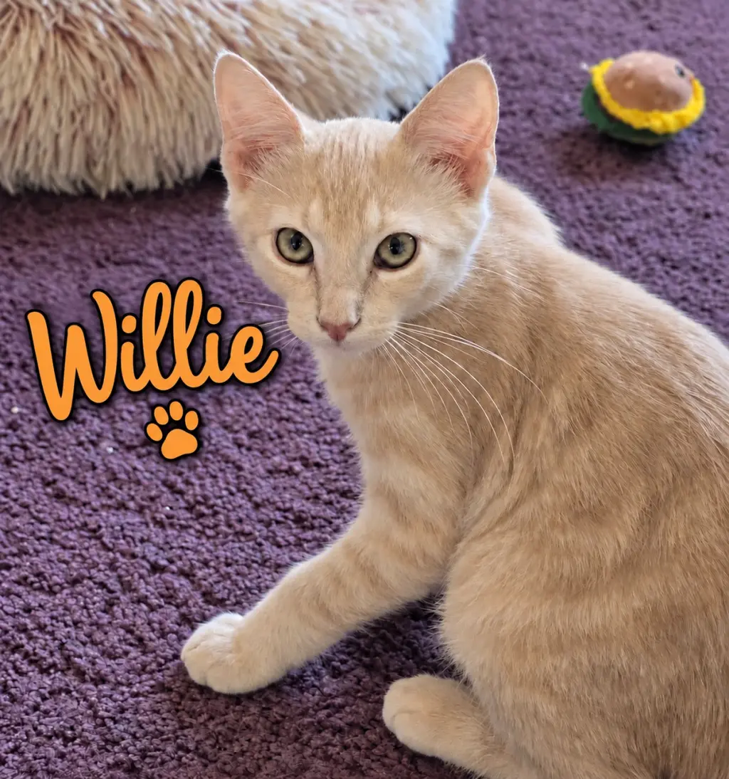 Willie, Willow Grove Area, (FCID 08/19/2026-154)