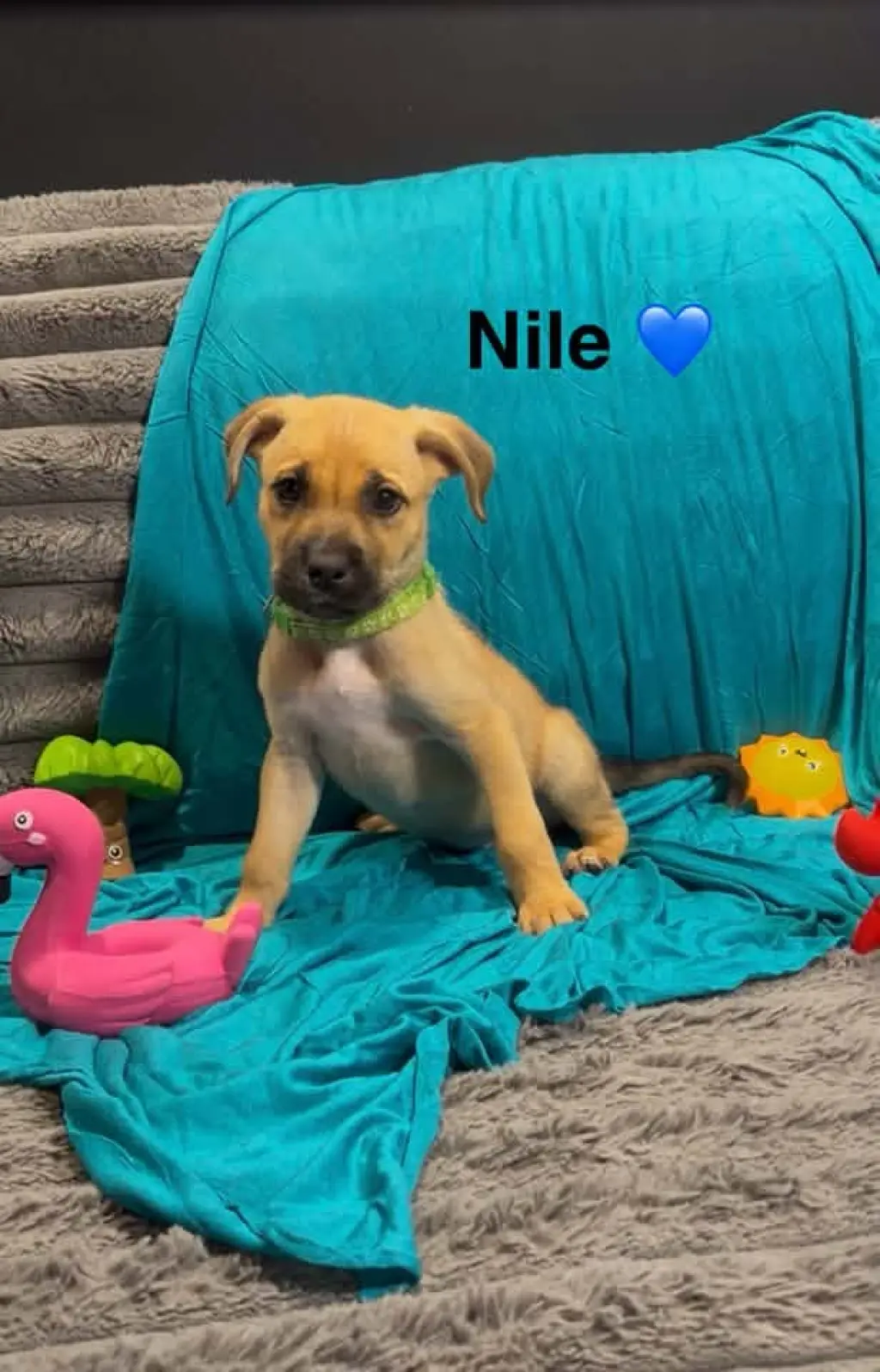 Nile