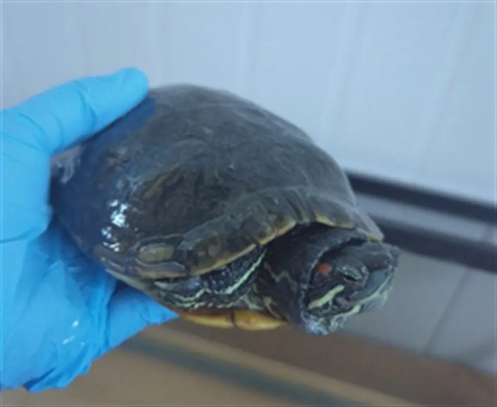 DONATELLO