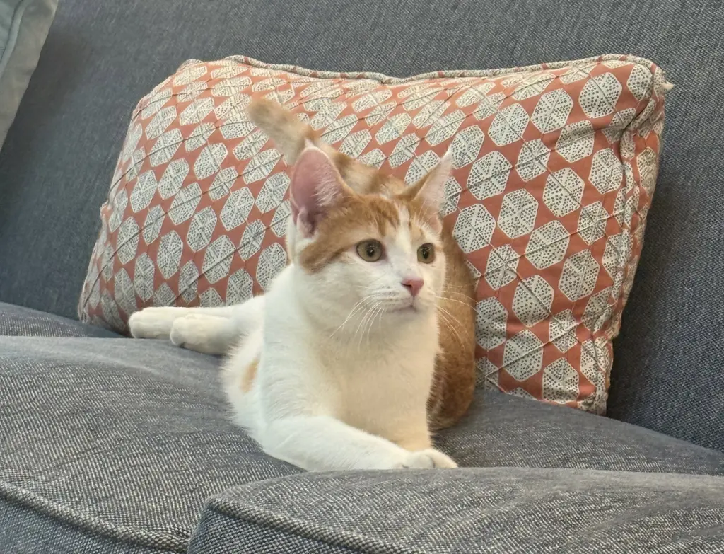 Ginger
