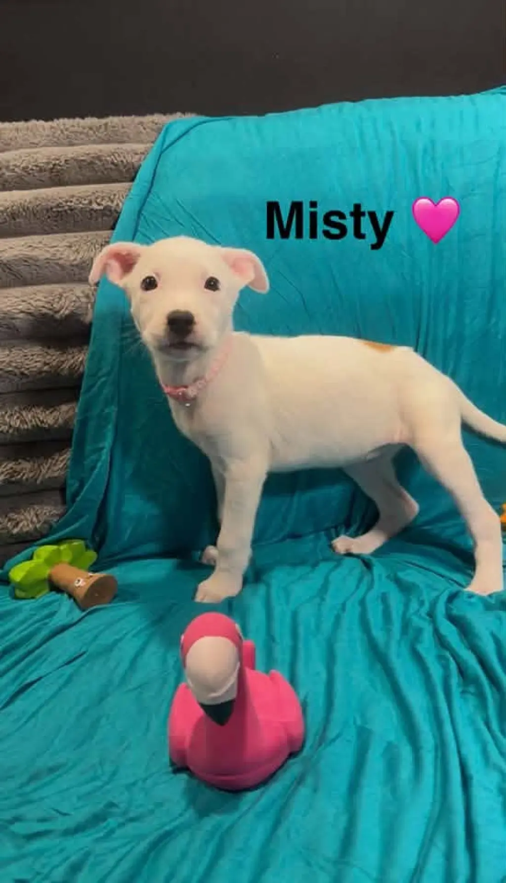 Misty