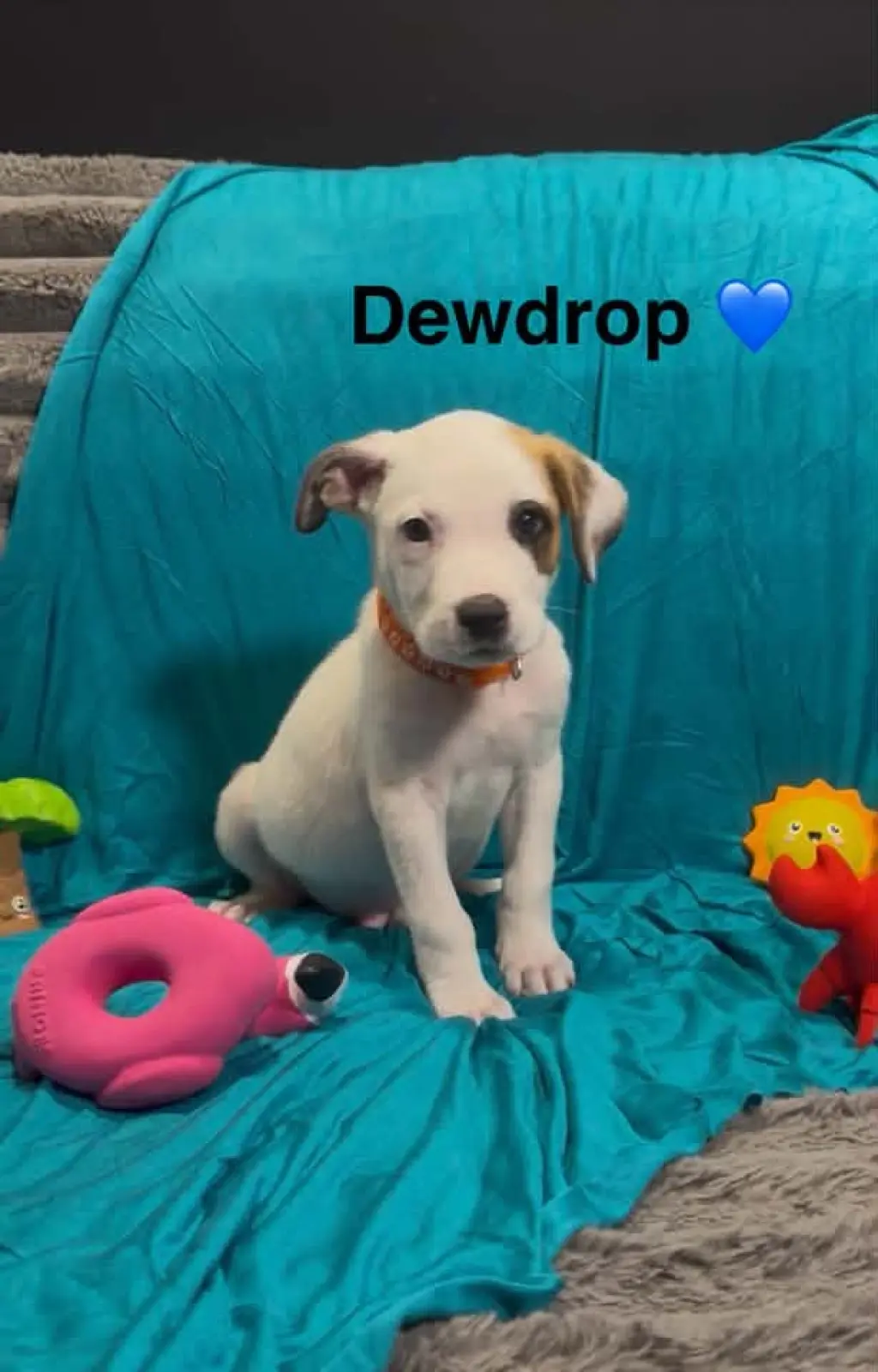 Dewdrop