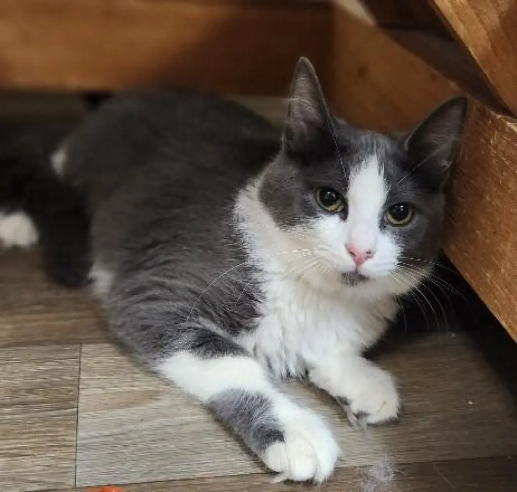 Kitten 28049 (Annie)
