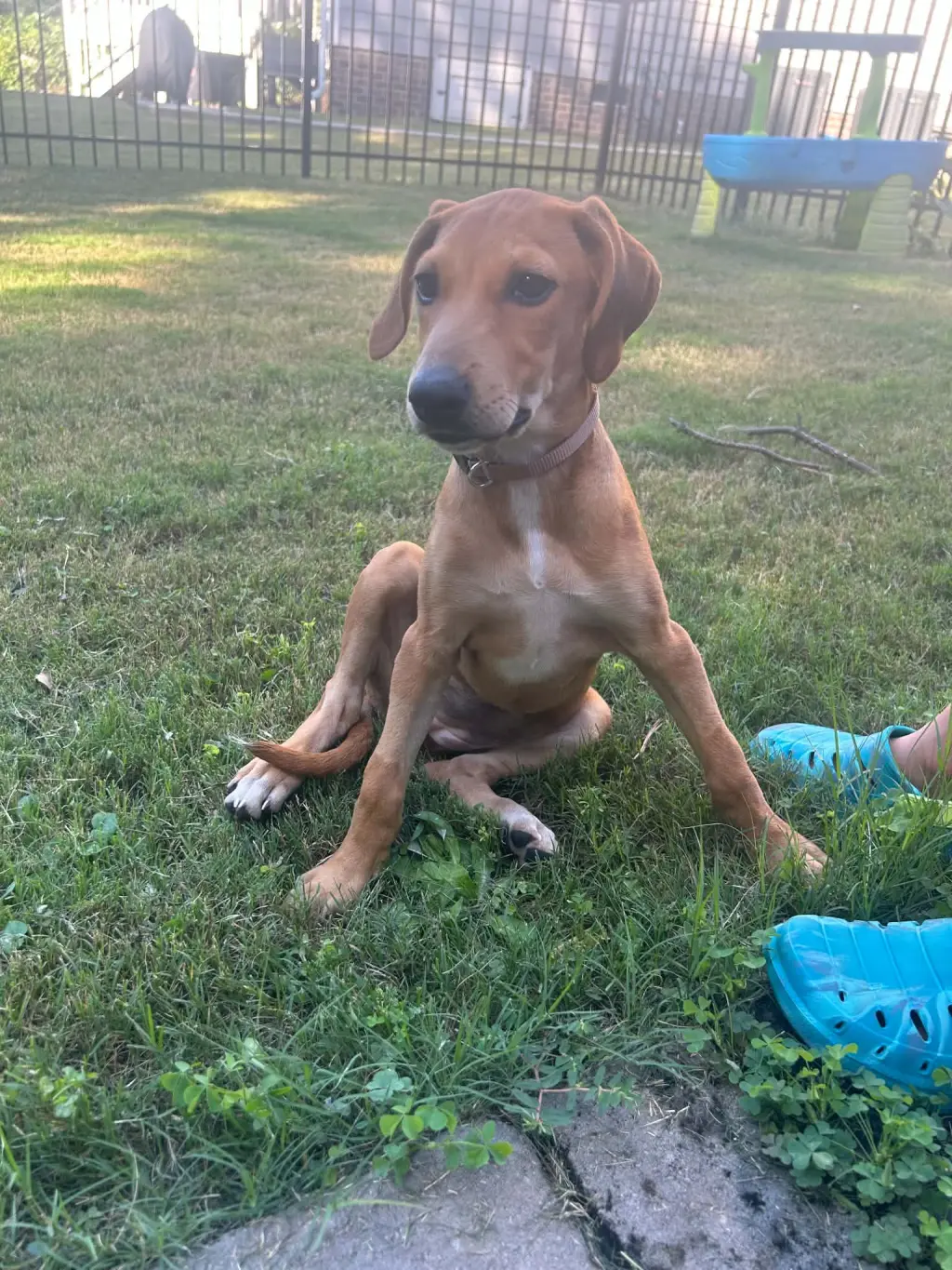 Poppy (P Litter)