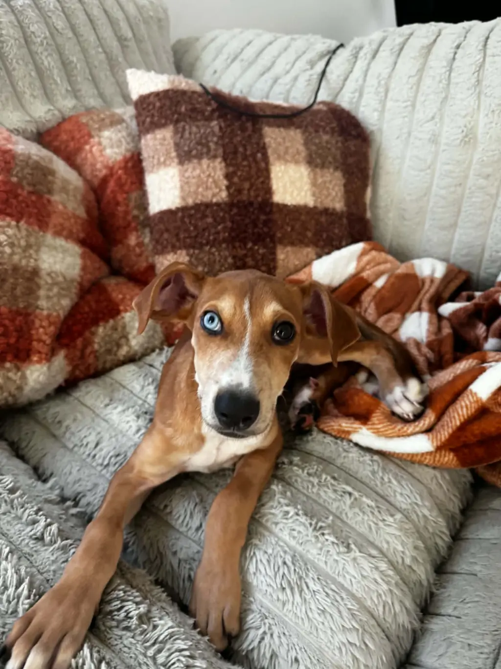 Penny - (P litter)