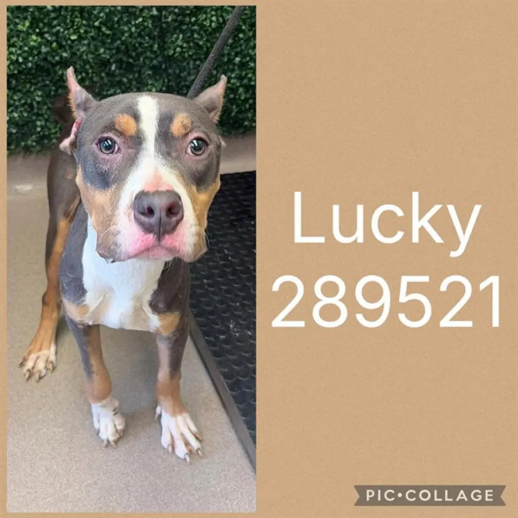 LUCKY