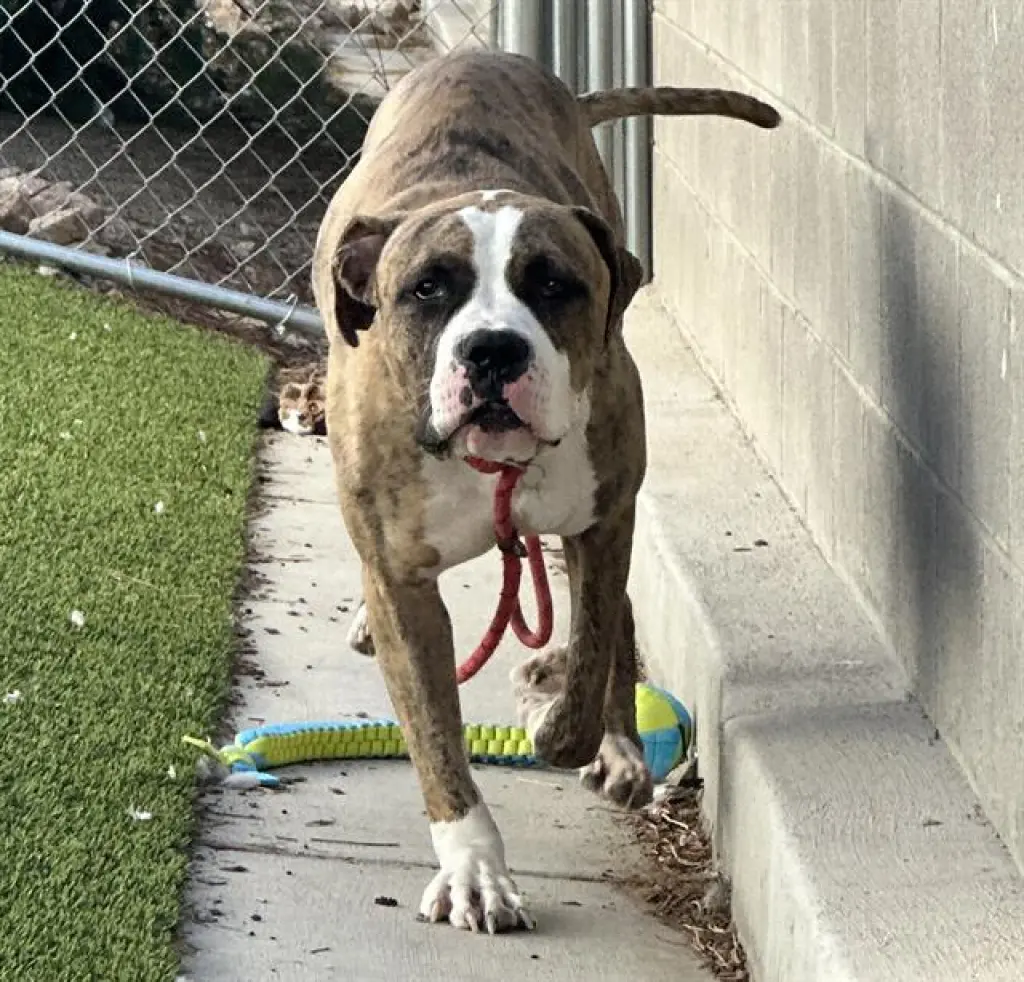 *BOXER
