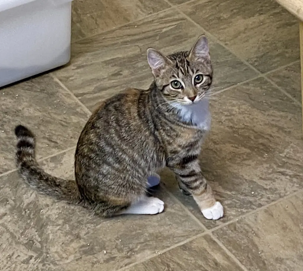 Tina