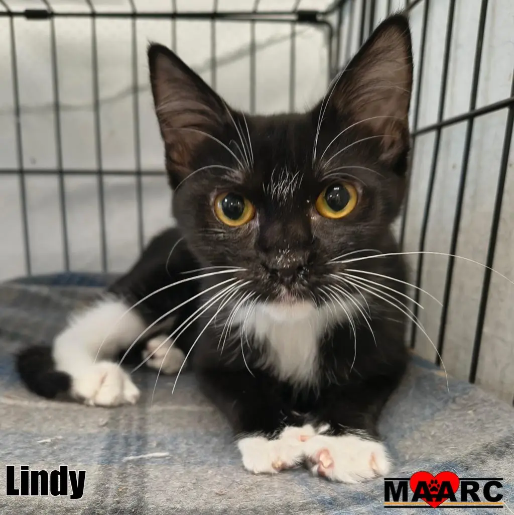 Lindy