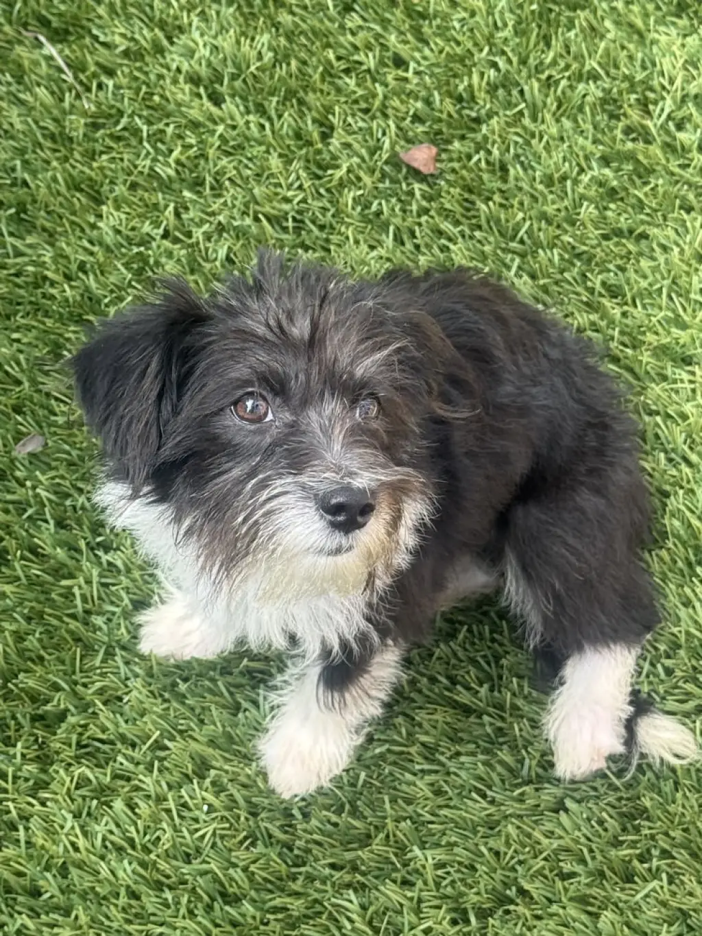 Gigi