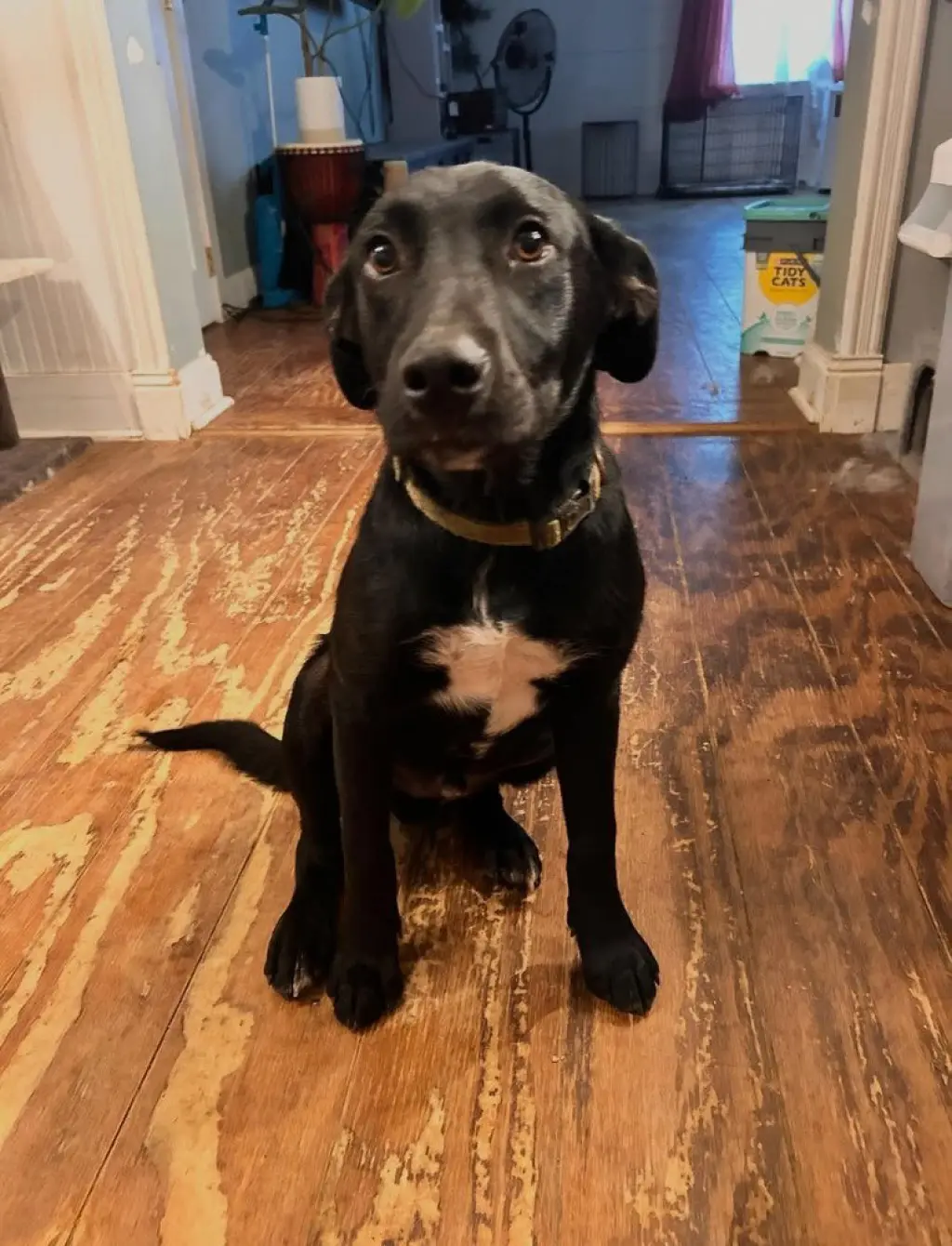 Pip