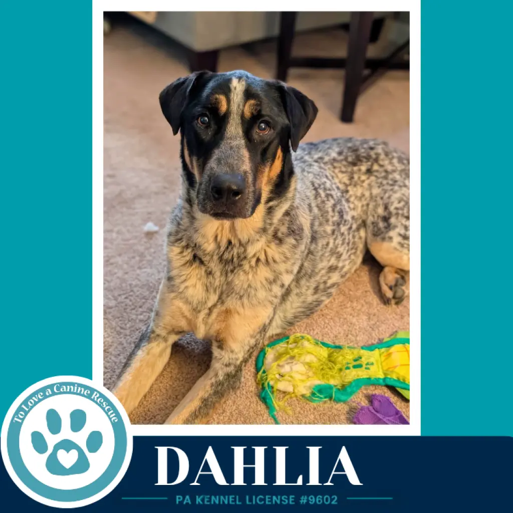 Dahlia 091226