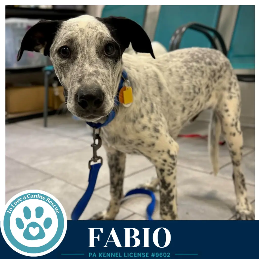 Fabio (Speckled Six) 091226