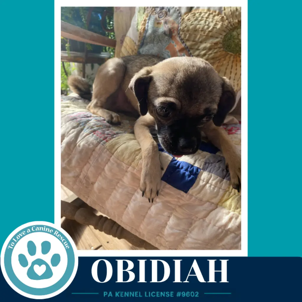 Obadiah (Obi) 091226